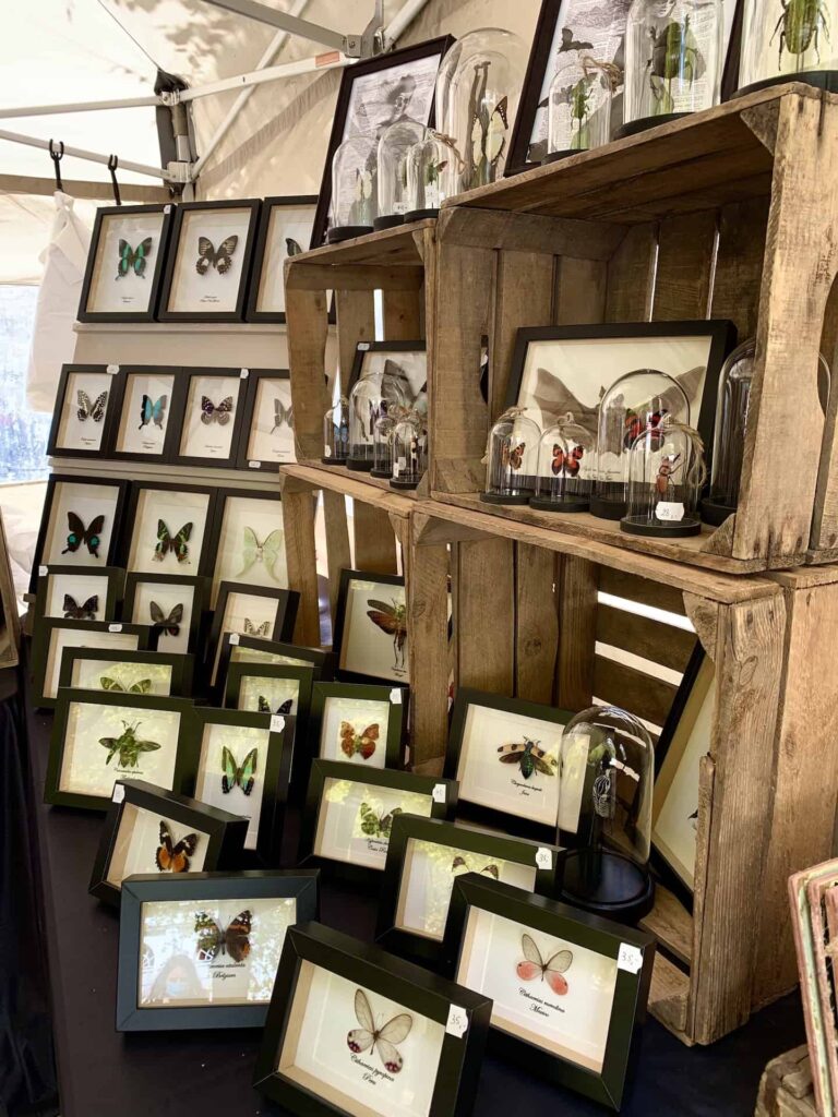 Frames of butterflies in vendor market in Bruges